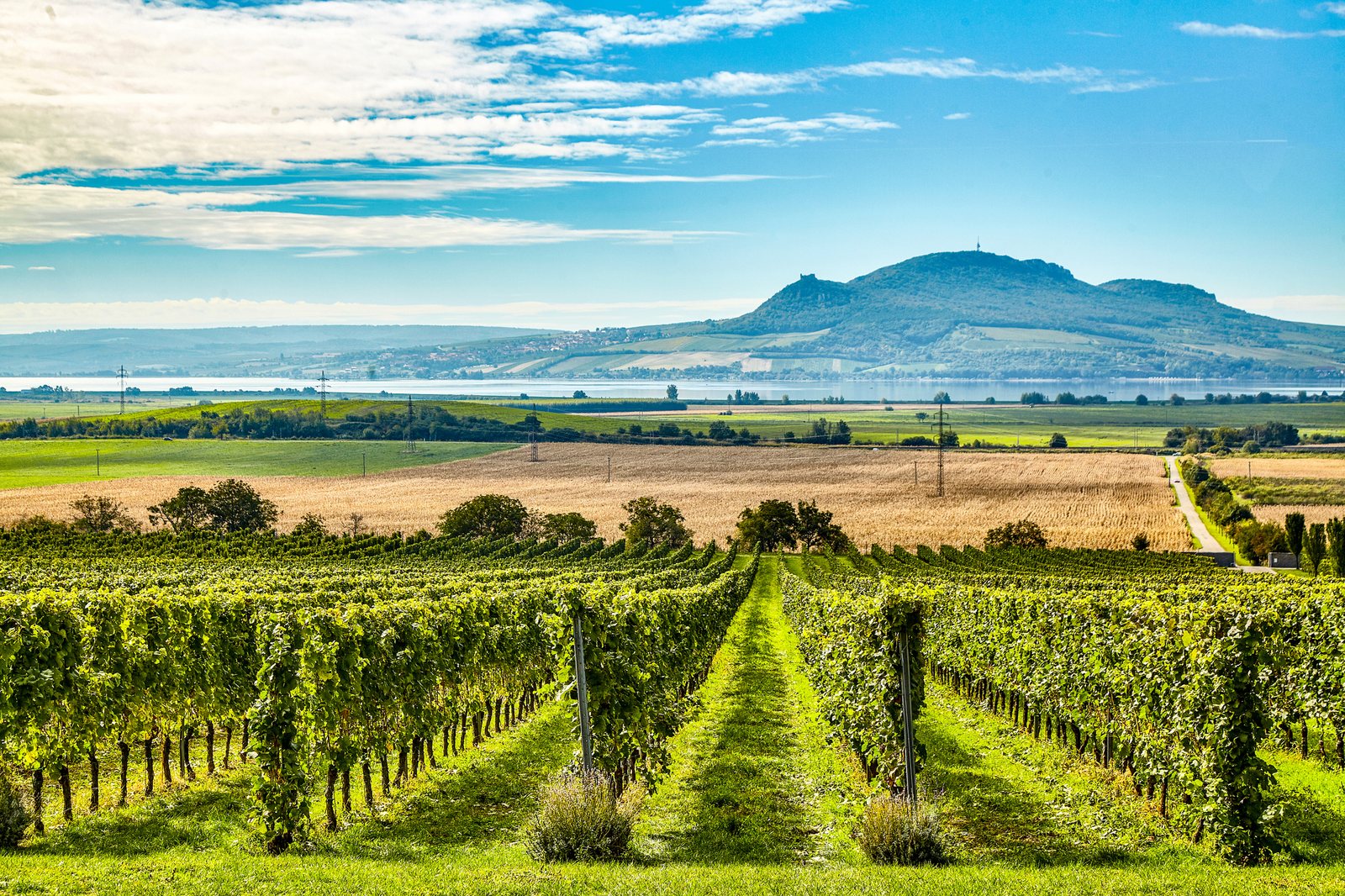 Vine rows on the Moravian plain, the Pálava ridge standing over them