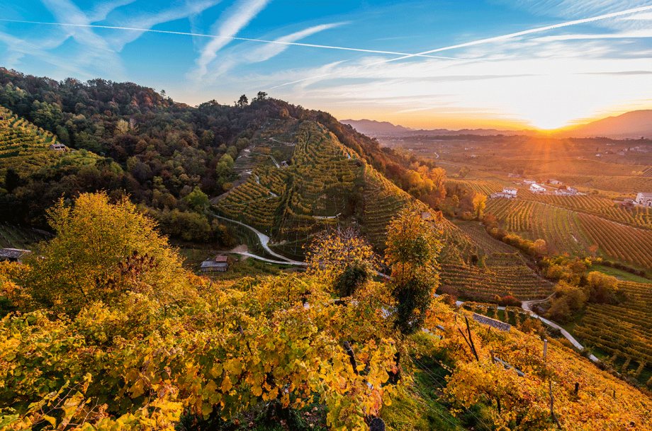 The Prosecco ridges at sunset, a road winding between the vine terraces